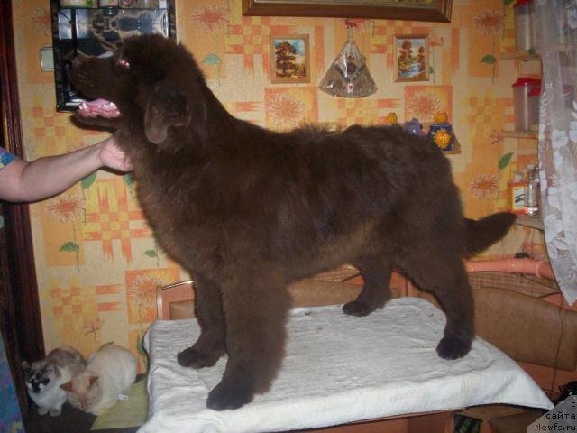 Фото: ньюфаундленд Ul'yana Vinsenta Harpi (Ульяна Винсента Харпи)