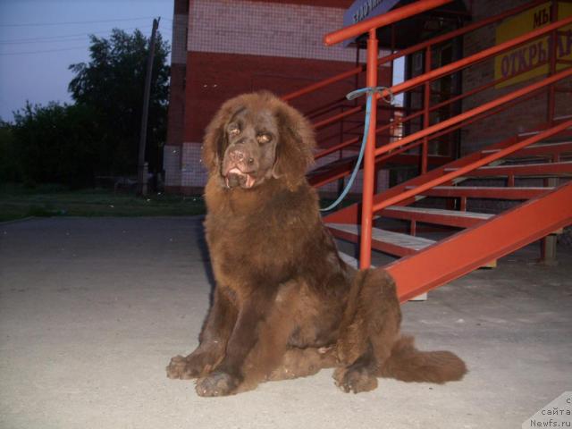 Фото: ньюфаундленд CHernyiy SHarm Amber Best Dog FO Marleon (Черный Шарм Амбер Бест Дог ФО Марлеон)