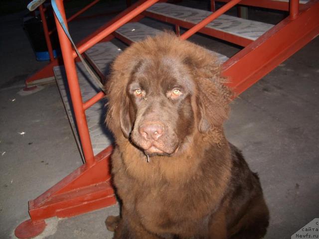 Фото: ньюфаундленд CHernyiy SHarm Amber Best Dog FO Marleon (Черный Шарм Амбер Бест Дог ФО Марлеон)