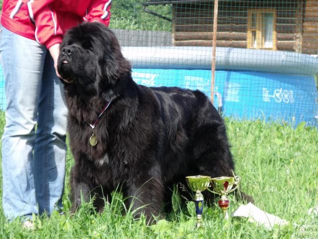 Фото: ньюфаундленд Toptyijka Siyanie ot Aysberga (Топтыжка Сияние от Айсберга)