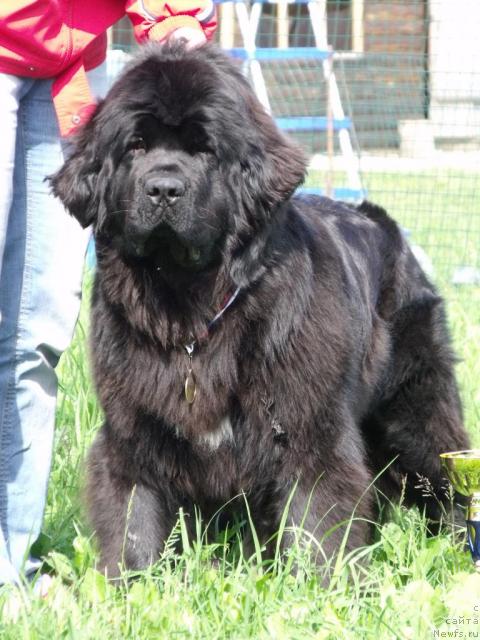 Фото: ньюфаундленд Toptyijka Siyanie ot Aysberga (Топтыжка Сияние от Айсберга)