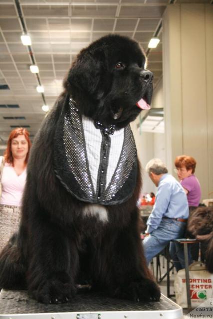 Фото: ньюфаундленд Black Clouds Criminal Minds at Stealbears