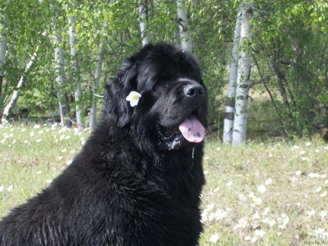 Фото: ньюфаундленд Yarada iz Sibirskoy Glubinki (Ярада из Сибирской Глубинки)