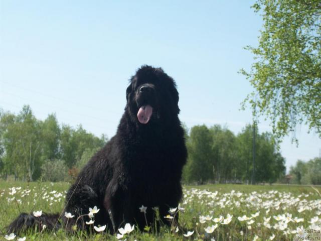 Фотография № 43893