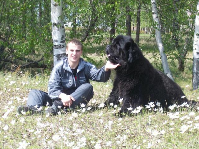 Фото: ньюфаундленд Karat iz Medvejyego Yara (Карат из Медвежьего Яра)