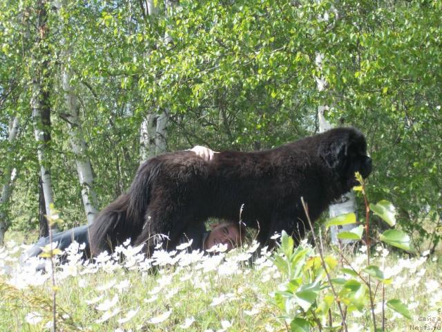 Фото: ньюфаундленд Karat iz Medvejyego Yara (Карат из Медвежьего Яра)