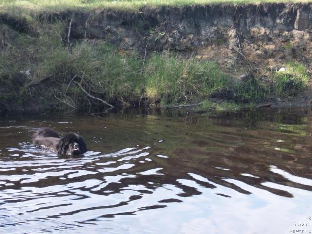 Фото: ньюфаундленд Karat iz Medvejyego Yara (Карат из Медвежьего Яра)
