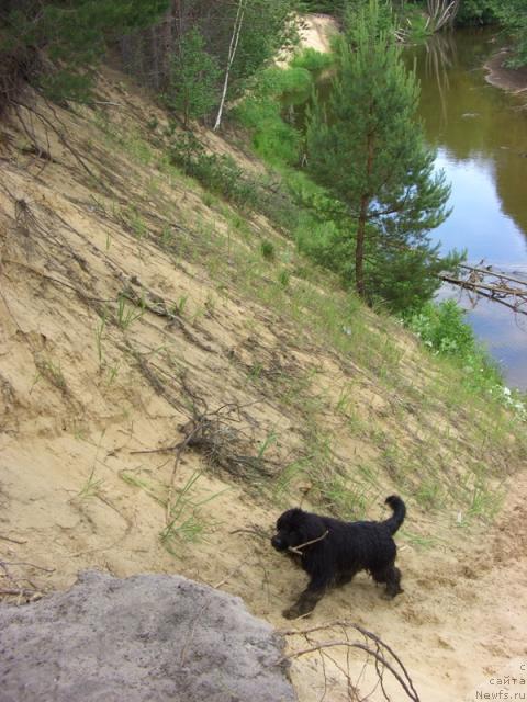 Фото: ньюфаундленд Baryishnya (Барышня)