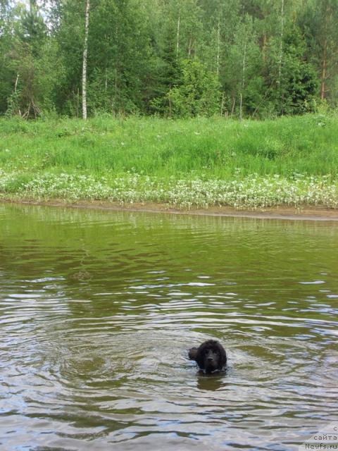 Фото: ньюфаундленд Barhatnoe Ushko (Бархатное Ушко)