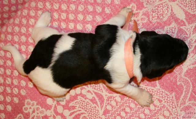 Фото: ньюфаундленд YUntriga Jemchujnaya Rossyip' (Юнтрига Жемчужная Россыпь)