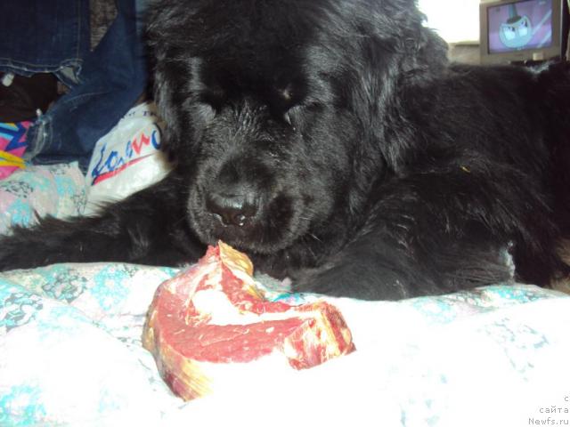 Фото: ньюфаундленд Yudzhiniya iz Medvejyego Yara (Юджиния из Медвежьего Яра)