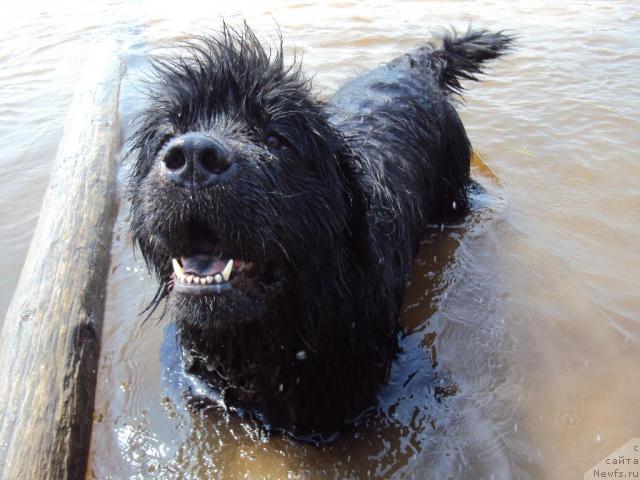 Фото: ньюфаундленд Yudzhiniya iz Medvejyego Yara (Юджиния из Медвежьего Яра)