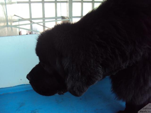 Фото: ньюфаундленд Vincent iz Medvejyego Yara (Винсент из Медвежьего Яра)
