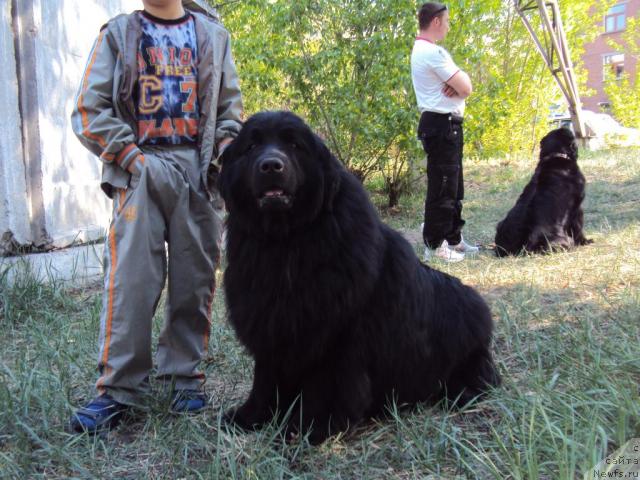 Фото: ньюфаундленд Valensiya Nyegra (Валенсия Нэгра)