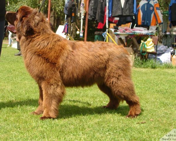 Фото: ньюфаундленд Zefir v SHokolade iz Carstva Medvedey (Зефир в Шоколаде из Царства Медведей)