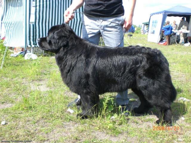 Фото: ньюфаундленд YAnika Omichka ot Marleon Dusvik (Яника Омичка от Марлеон Дусвик)