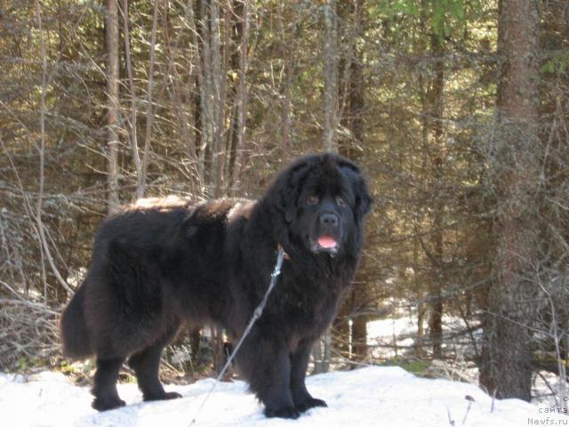 Фото: ньюфаундленд YAnika Omichka ot Marleon Dusvik (Яника Омичка от Марлеон Дусвик)