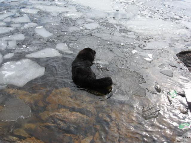 Фото: ньюфаундленд YAnika Omichka ot Marleon Dusvik (Яника Омичка от Марлеон Дусвик)
