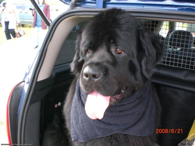 Фото: ньюфаундленд YAnika Omichka ot Marleon Dusvik (Яника Омичка от Марлеон Дусвик)