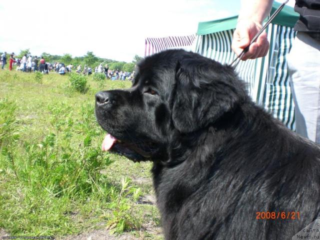 Фото: ньюфаундленд YAnika Omichka ot Marleon Dusvik (Яника Омичка от Марлеон Дусвик)