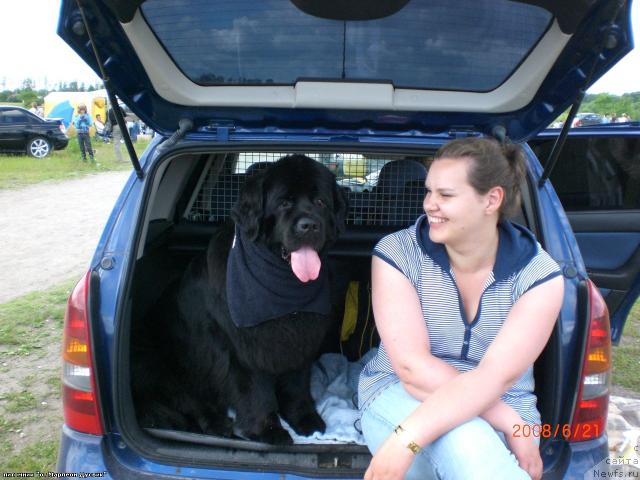 Фото: ньюфаундленд YAnika Omichka ot Marleon Dusvik (Яника Омичка от Марлеон Дусвик)