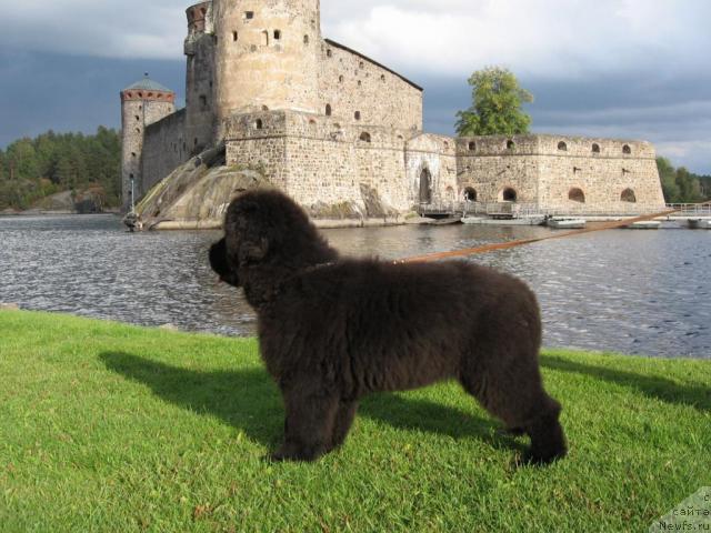 Фото: ньюфаундленд YAnika Omichka ot Marleon Dusvik (Яника Омичка от Марлеон Дусвик)