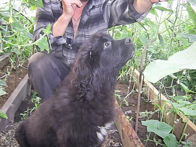 Фото: ньюфаундленд Super Premium Jani Monik (Супер Премиум Жани Моник)