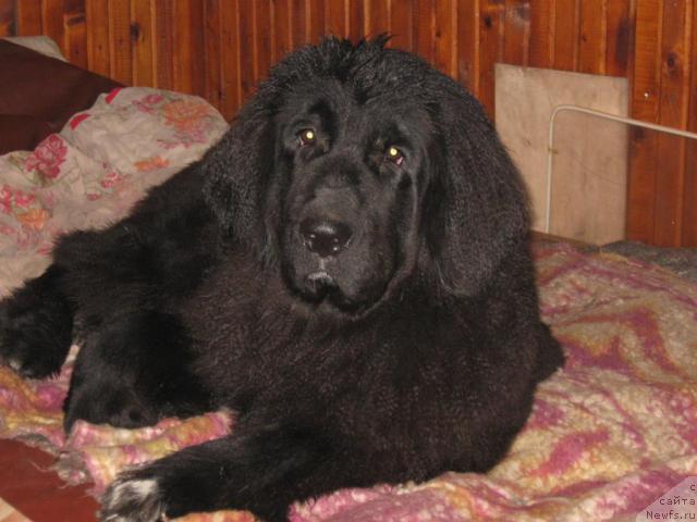 Фото: ньюфаундленд Blyek Diamond Agidel' ot Potapa S'yuzyen (Блэк Диамонд Агидель от Потапа Сьюзэн)