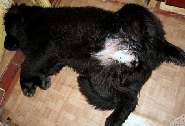 Фото: ньюфаундленд Blyek Diamond Agidel' ot Potapa S'yuzyen (Блэк Диамонд Агидель от Потапа Сьюзэн)