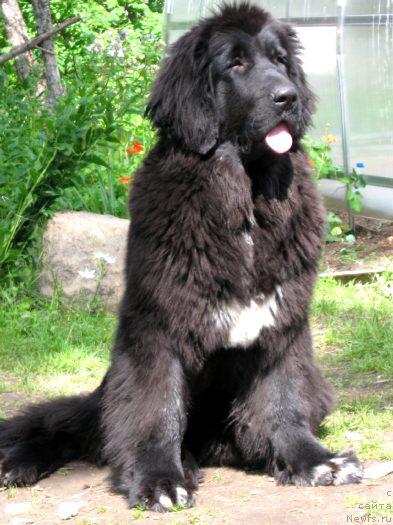Фото: ньюфаундленд Blyek Diamond Agidel' ot Potapa S'yuzyen (Блэк Диамонд Агидель от Потапа Сьюзэн)