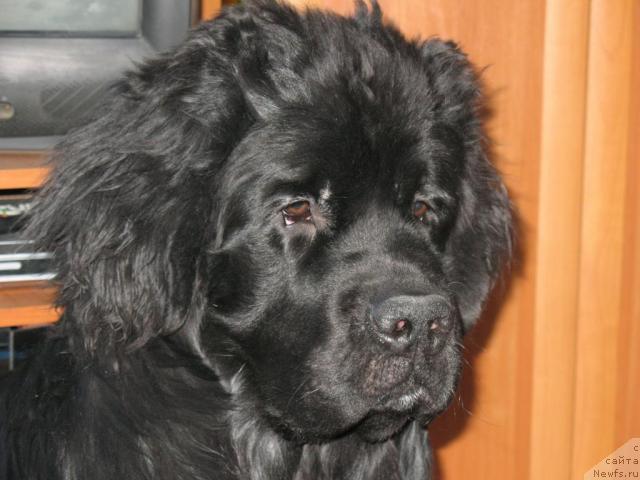 Фото: ньюфаундленд Mag Ispolin Lavr (Маг Исполин Лавр)