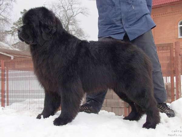 Фото: ньюфаундленд Vakula Vialiki Miadzvedz (Вакула Вялiкi Мядзведзь)