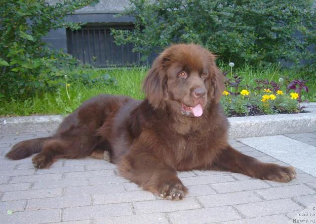 Фото: ньюфаундленд Krasota CHistogo Zolota (Красота Чистого Золота)