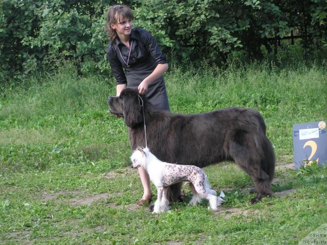 Фото: ньюфаундленд Dyurbahler Klab Al'faretta Vin'etta (Дюрбахлер Клаб Альфаретта Виньетта), Яжик, Рита