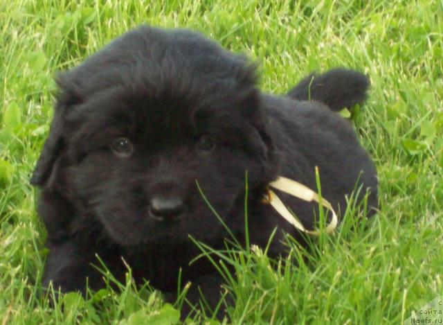 Фото: ньюфаундленд Celitel' Dushi (Целитель Души)