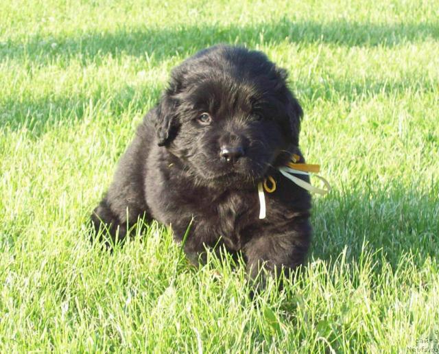 Фото: ньюфаундленд Celitel' Dushi (Целитель Души)