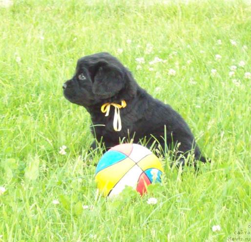 Фото: ньюфаундленд Celitel' Dushi (Целитель Души)