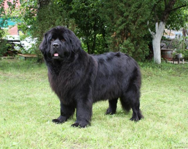 Фотография № 44018