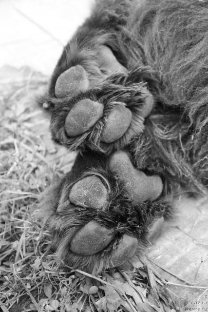 Фото: ньюфаундленд Chernyi Sharm Angel'skaya Krasota (Черный Шарм Ангельская Красота)