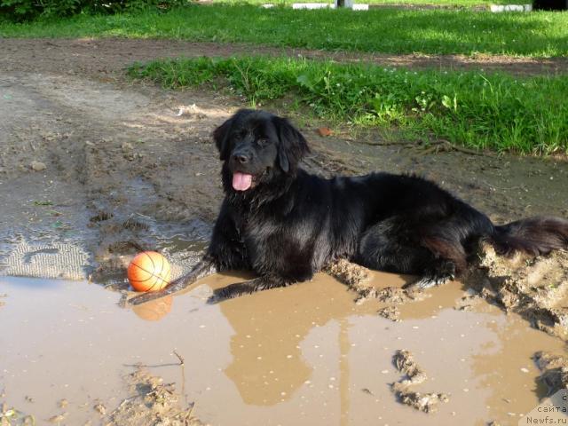 Фото: ньюфаундленд Bonni Flayt (Бонни Флайт)