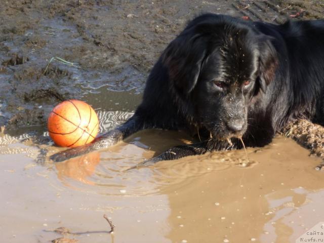 Фото: ньюфаундленд Bonni Flayt (Бонни Флайт)