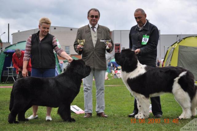 Фото: ньюфаундленд Zvezda Rostova s Berega Dona (Звезда Ростова с Берега Дона), ньюфаундленд Zidan Clark Zvezdnij Dar