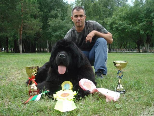 Фото: ньюфаундленд King of Helluland Good Friend, Vladimir Aleksandrov (Владимир Александров)