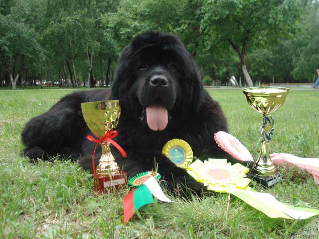 Фото: ньюфаундленд King of Helluland Good Friend