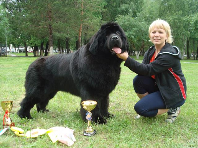 Фото: ньюфаундленд King of Helluland Good Friend, Elena Gorbunova (Елена Горбунова)