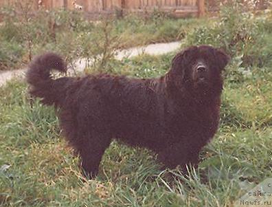 Фото: ньюфаундленд Heppi Evi (Хеппи Еви)