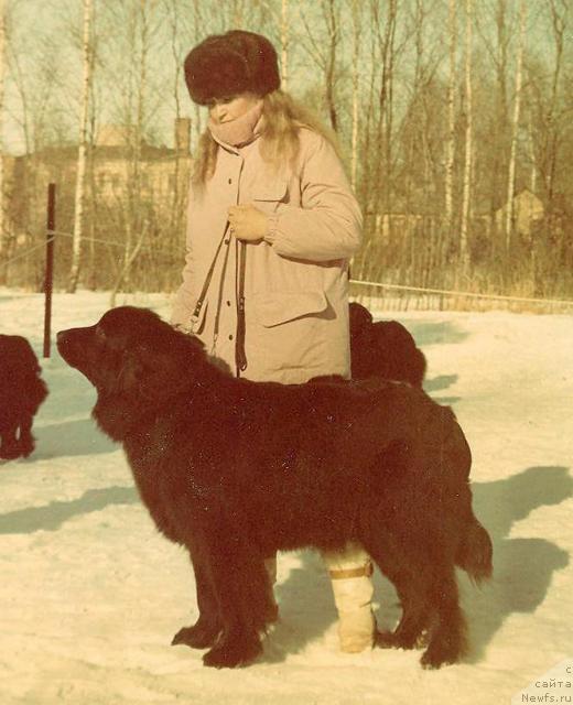 Фото: ньюфаундленд Asta Bim (Аста Бим)