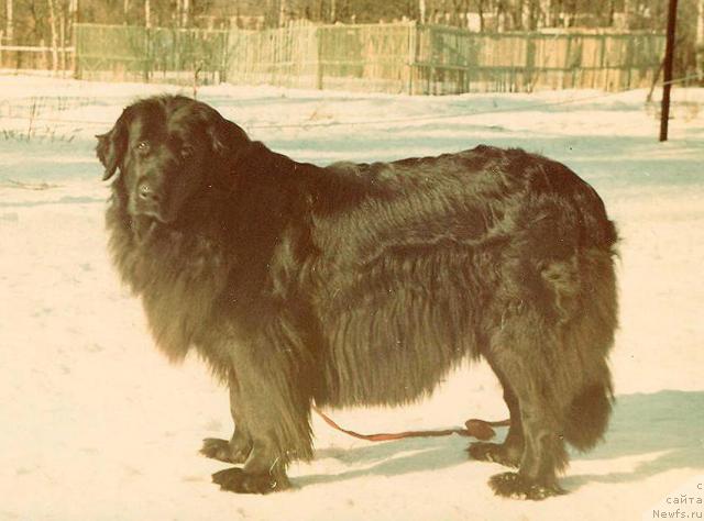 Фото: ньюфаундленд SHegyut Glasha (Шегют Глаша)