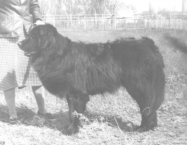 Фото: ньюфаундленд Djerri Il (Джерри Ил)