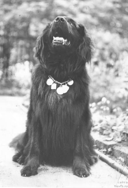 Фото: ньюфаундленд Gek Potap (Гек Потап)